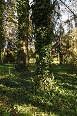 Ivy stems growing up the tree at the tree's base.