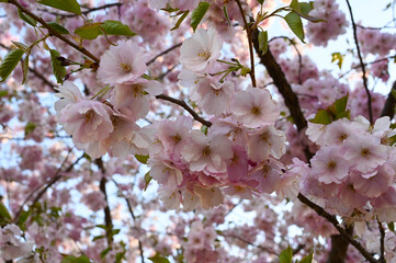 Close-up of a japanese cherry tree sakura flowers