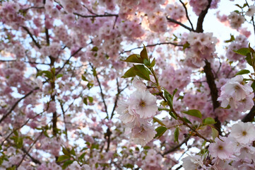 Close-up of a japanese cherry tree sakura flowers