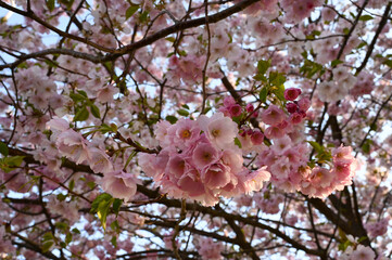 Obraz premium Close-up of a japanese cherry tree sakura flowers