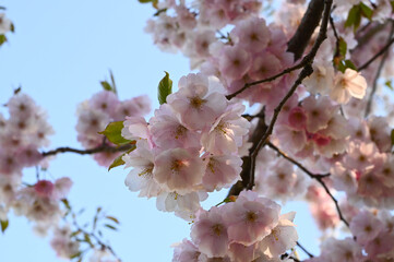 Close-up of a japanese cherry tree sakura flowers