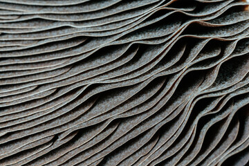 Closeup of portabella mushroom gills
