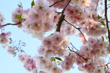 Close-up of a japanese cherry tree sakura flowers
