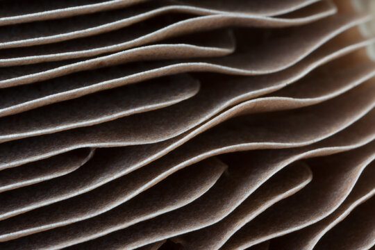 Closeup of portabella mushroom gills