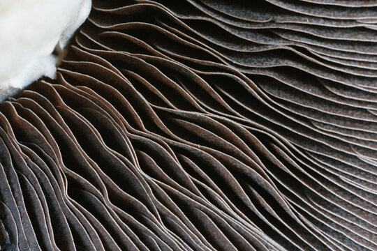 Closeup of portabella mushroom gills