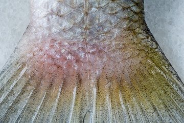 Closeup of fish scales