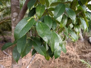 Gaharu Leaf (Aquilaria malaccensis) in the morning