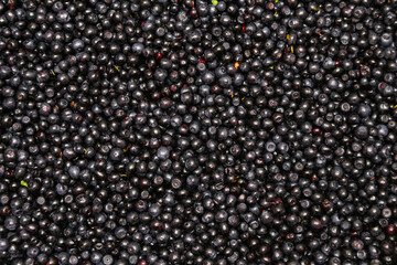 Lots of ripe and juicy freshly picked blueberries. Blueberry antioxidant organic superfood