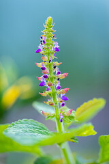 Close up of a plant with purple flowers