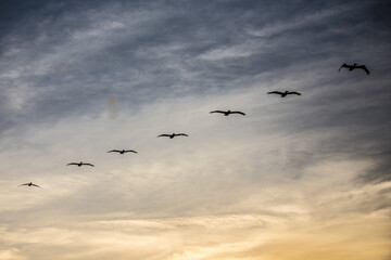 flock of seagulls