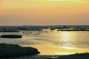 sunset over Flamingo in pond