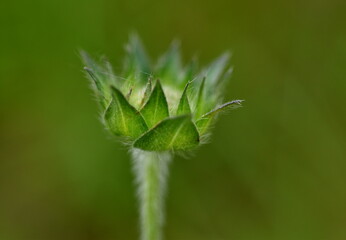 Grüne Knospe einer Witwenblume