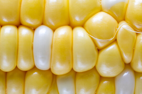 Closeup of corn kernels 