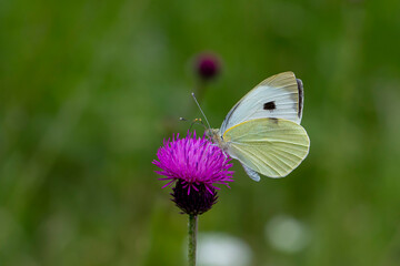 Great White angel butterfly / Pieris brassicae feeding on the plant