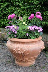 Blooming Osteospermum in Sweden