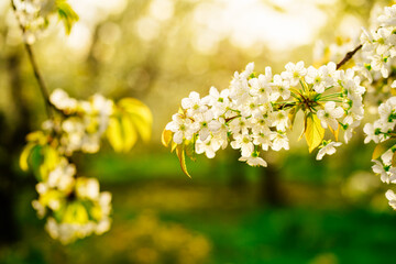 tree branch in cherry orchard in spring. walk among flowering trees. sunset sun