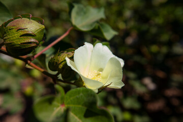 Cotton flower