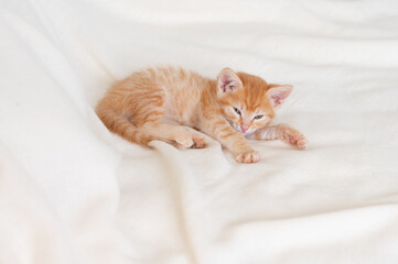 cute ginger kitten cat sleeping at home on a white bed. High quality photo
