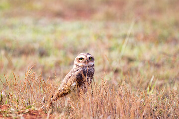 Burrowing owl on dry and yellow grass in warm sunny day