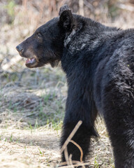 Side behind shot of a wild black bear in spring time environment after coming out of hibernation in northern Canada. 