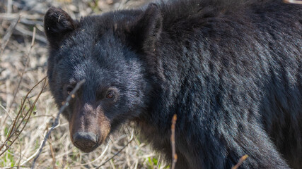 Close up face of a black bear seen in the wild eating with grass, greenery in its mouth with tounge, teeth showing. Blurred brown background.