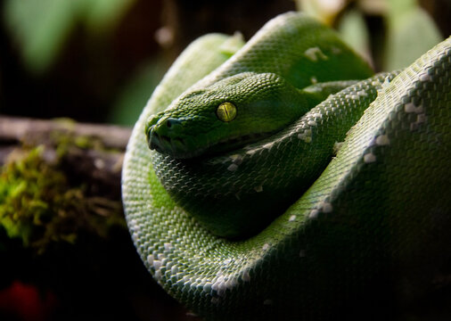 Python vert