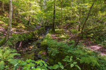 Beautiful summer nature landscape view. Small stream in green forest. Sweden.