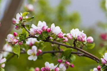 Gorgeous blooming apple tree isolation on background. Beautiful spring nature backgrounds.