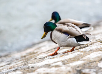 Walking colourful mallard ducks isolated on white patterned background