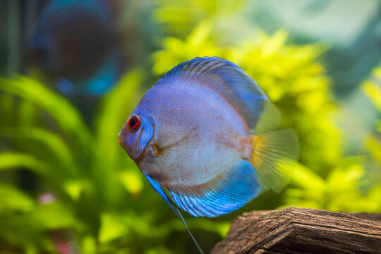 View of gorgeous blue diamond discus aquarium fish isolated. Hobby concept. Sweden.