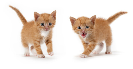 Two little orange striped kitten on white background