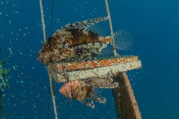 Lionfish in the Red Sea colorful fish, Eilat Israel
