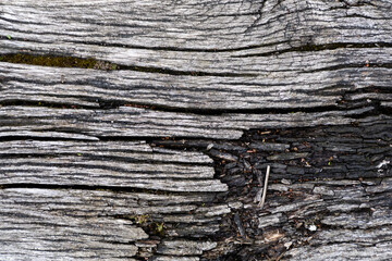 Naklejka premium Wooden texture