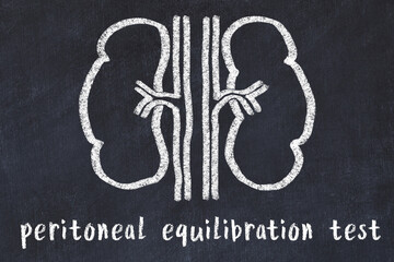 Chalk drawing of human kidneys and medical term peritoneal equilibration test. Concept of learning medicine