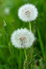 Obraz premium Two beautiful dandelions in the meadow