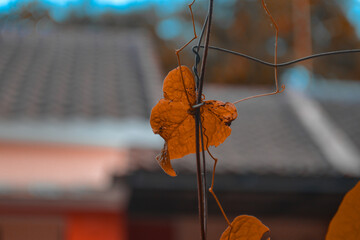 the leaves of the vines on the iron wire in front of the house photographed during the day