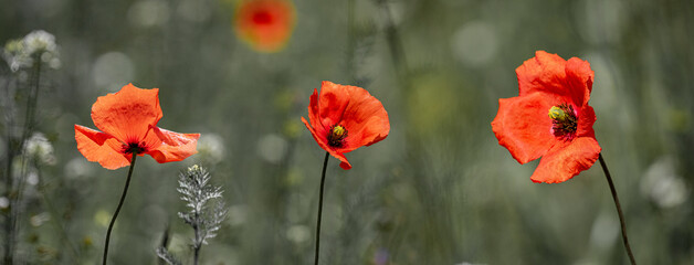Fototapeta na wymiar summer meadow with red poppies