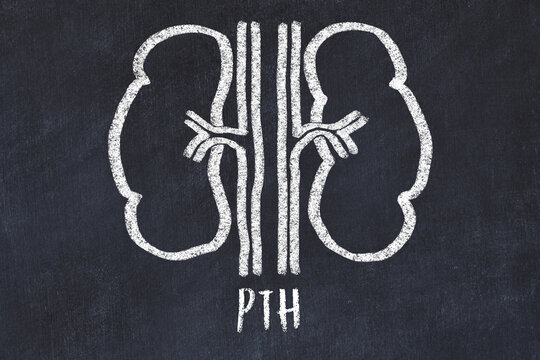 Chalk drawing of human kidneys and medical term PTH. Concept of learning medicine