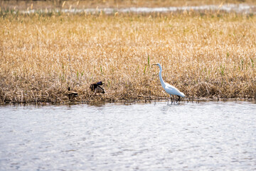 A Great Egret wadding along the shore of a marshy lake