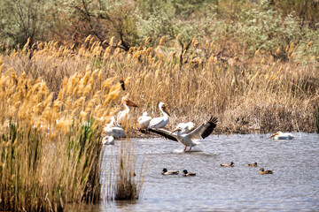 American White Pelicans on the marshy lake