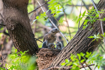Thrush fieldfare, Turdus pilaris, in a nest with chicks