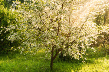 Fototapeta premium apple tree in spring
