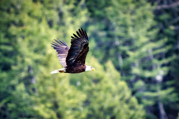 A mature bald eagle in flight