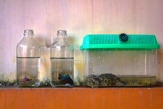 Two betta fish in a bottle and a turtle in a green cage are placed on the side of the wall where the paint is already dull
