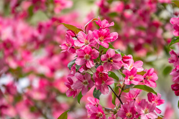 Fresh pink flowers of a blossoming apple tree with blured background
