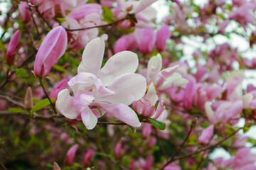 Blooming magnolia flower in spring park