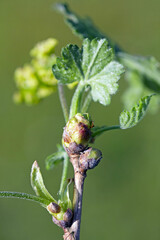 blackcurrant gall or big bud mite (Cecidophyopsis ribis, syn. Cecidiophyes ribis, Eriophyes ribip, Phytoptus ribis) is a dangerous pest of currants. Enlarged buds on currant.