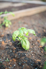 basil growing in garden