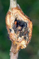 Damaged raspberry shoots by Raspberry gall midge -Lasioptera rubi. 