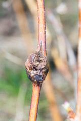Damaged raspberry shoots by Raspberry gall midge -Lasioptera rubi. 